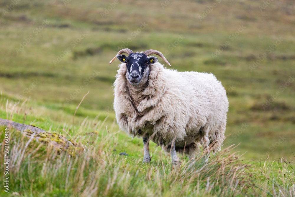 Animals can be seen anywhere in Scotland. The people care about their farm animals and raise them mostly for food. Animals can be seen anywhere in Scotland. The people care about their farm animals and raise them mostly for food.