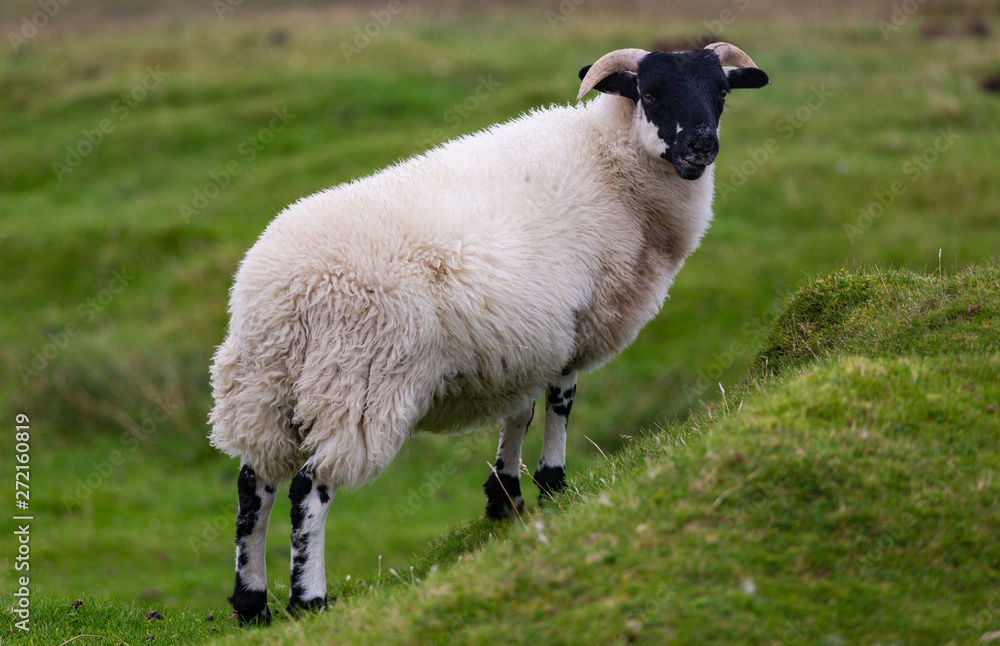 Animals can be seen anywhere in Scotland. The people care about their farm animals and raise them mostly for food. Animals can be seen anywhere in Scotland. The people care about their farm animals and raise them mostly for food.