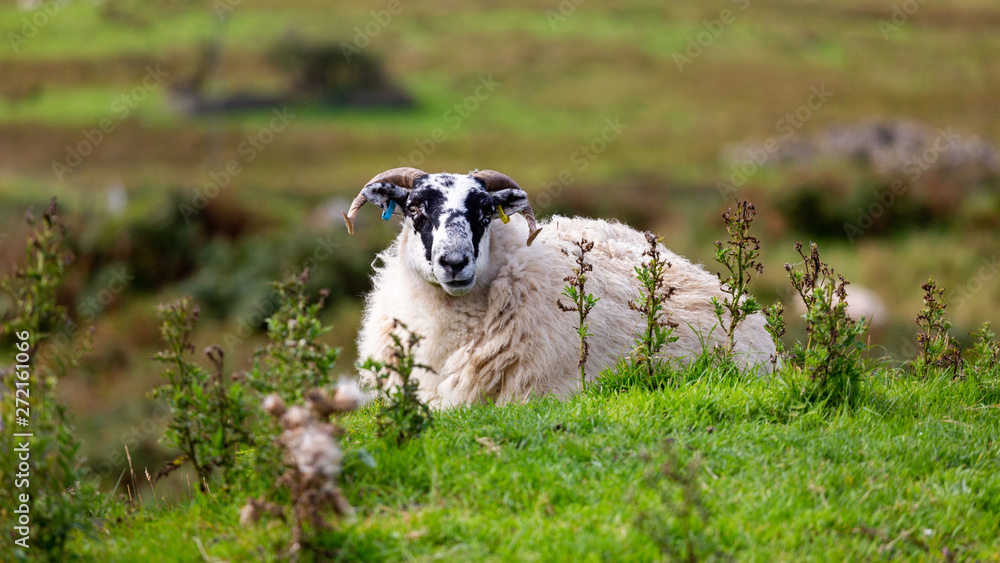 Animals can be seen anywhere in Scotland. The people care about their farm animals and raise them mostly for food. Animals can be seen anywhere in Scotland. The people care about their farm animals and raise them mostly for food.
