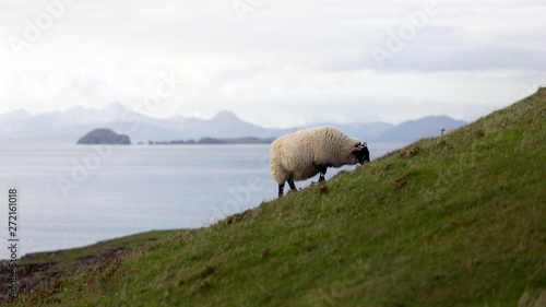 Animals can be seen anywhere in Scotland. The people care about their farm animals and raise them mostly for food.