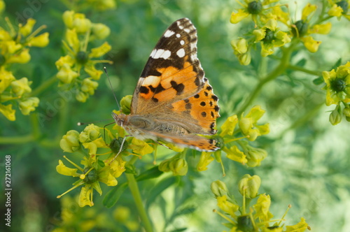 Wissenschaftlich: Vanessa cardui (auch: Cynthia cardui); Türkisch: Diken Kelebeği; Englisch: Painted Lady Verwandtschaft: Familie Eigentliche Edelfalter (Fleckenfalter) (Nymphalidae (Nymphalinae)); Or photo