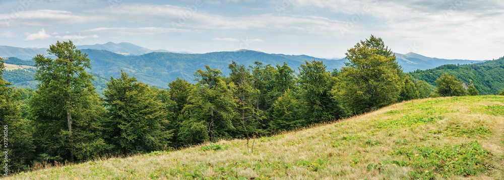 panorama of a beech forest in carpathian mountains. beautiful summer landscape. svydovets range in the distance