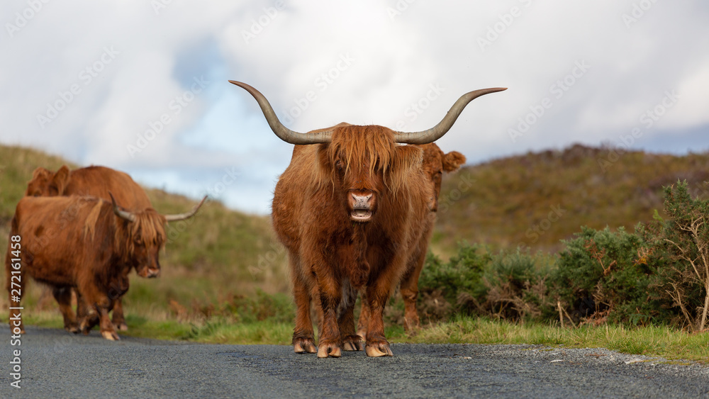 Animals can be seen anywhere in Scotland. The people care about their farm animals and raise them mostly for food. Animals can be seen anywhere in Scotland. The people care about their farm animals and raise them mostly for food.