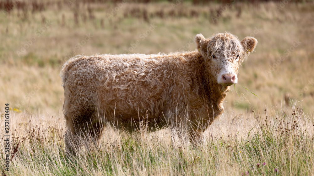 Animals can be seen anywhere in Scotland. The people care about their farm animals and raise them mostly for food. Animals can be seen anywhere in Scotland. The people care about their farm animals and raise them mostly for food.
