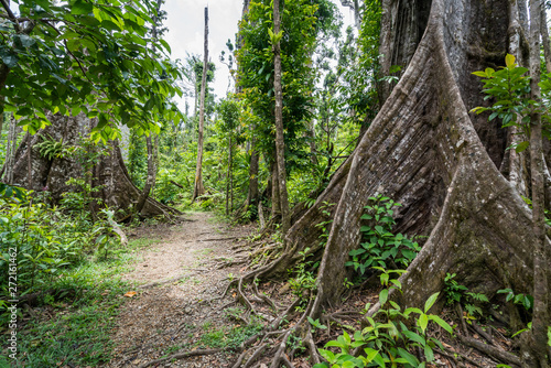  Syndicate Nature Trail Views around the caribbean island of Dominica West indies