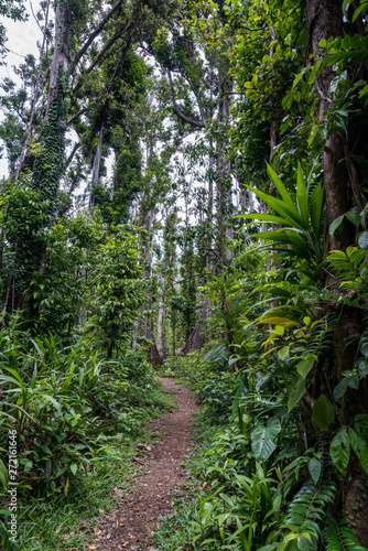  Syndicate Nature Trail Views around the caribbean island of Dominica West indies