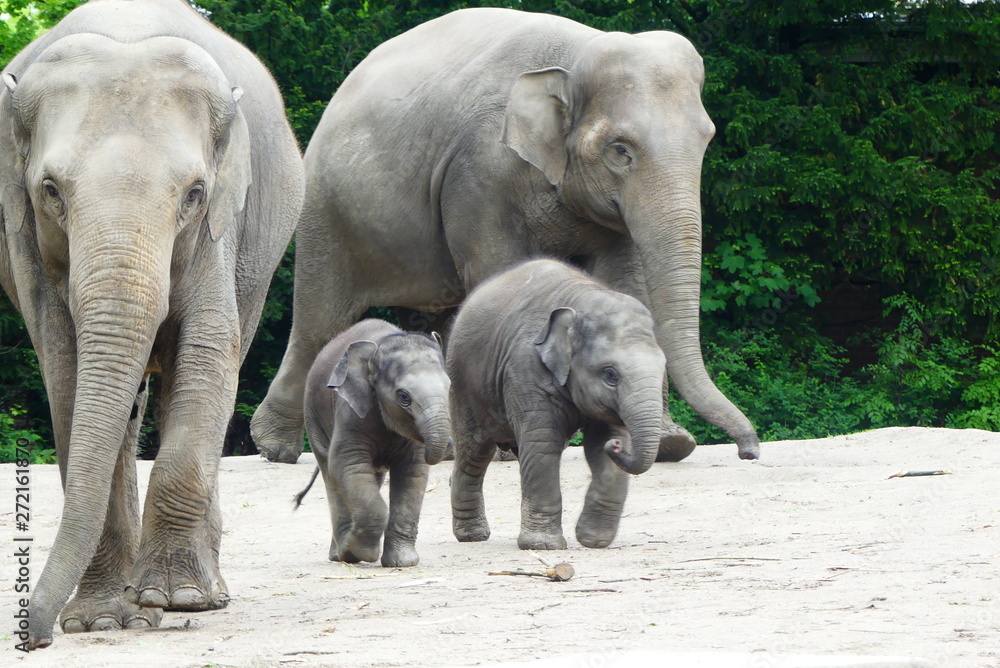 Fototapeta premium Elefantenfamilie