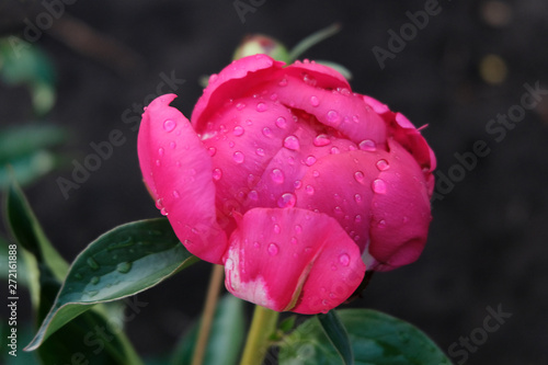 Pink, red peony during flowering. Dark blurred background. Gardening and flower care.