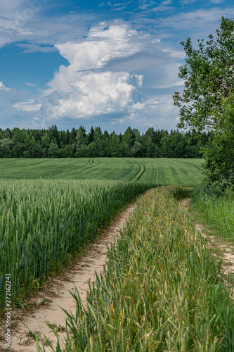 green rye field against the blue sky