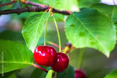 Red organic cherries on a branch of cherry tree