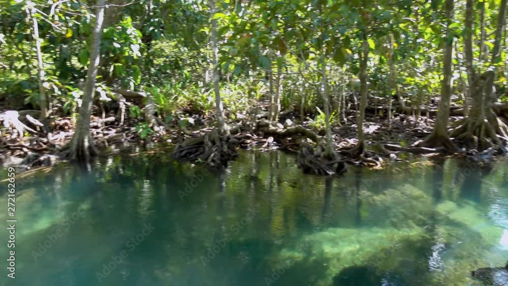 Mangrove and turquoise crystal clear water stream canal pool at Tha Pom Klong Song Nam mangrove wetland, Krabi, Thailand. Panning left. Mangrove and turquoise crystal clear water stream canal pool at Tha Pom Klong Song Nam mangrove wetland, Krabi, Thailand. Panning left.