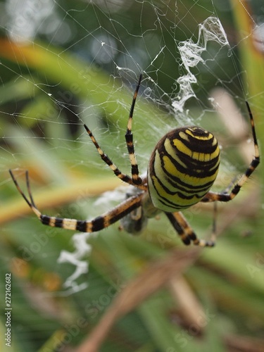 closeup of a yellow striped wasp spider in its spider net