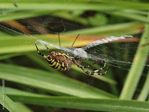 closeup of a yellow striped wasp spider in its spider net photo
