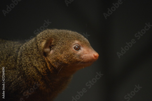 Wallpaper Mural dwarf mongoose Torontodigital.ca