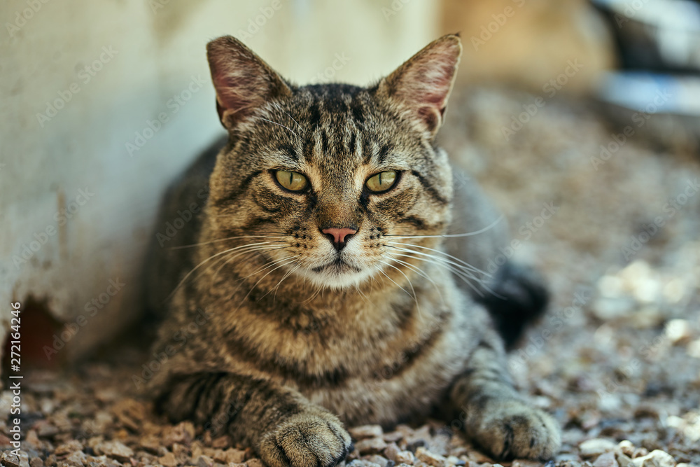 Portrait of a gray, striped European cat. Portrait of a gray, striped European cat.