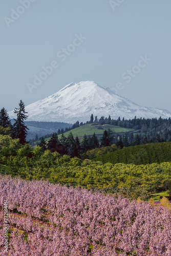 Mt Adams over rolling valley hills and pear blossoms
