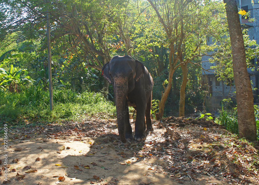 Fototapeta premium Elephant in the forest on the tropical island of Sri Lanka in summer.