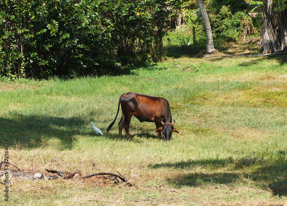 Cow on the tropical island of Sri Lanka in summer.