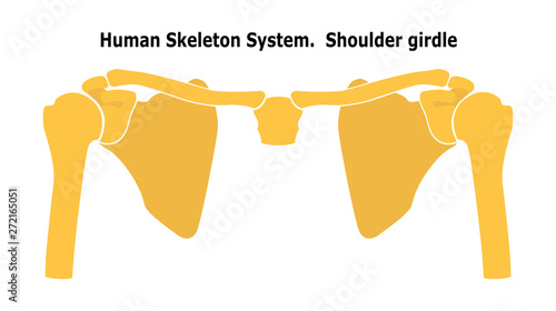 Human Skeleton System  Shoulder Girdle.  Anterior View Anatomy. Vector illustration. Isolated on white background. Flat design