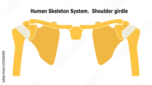 Human Skeleton System  Shoulder Girdle.  Anterior View Anatomy. Vector illustration. Isolated on white background. Flat design