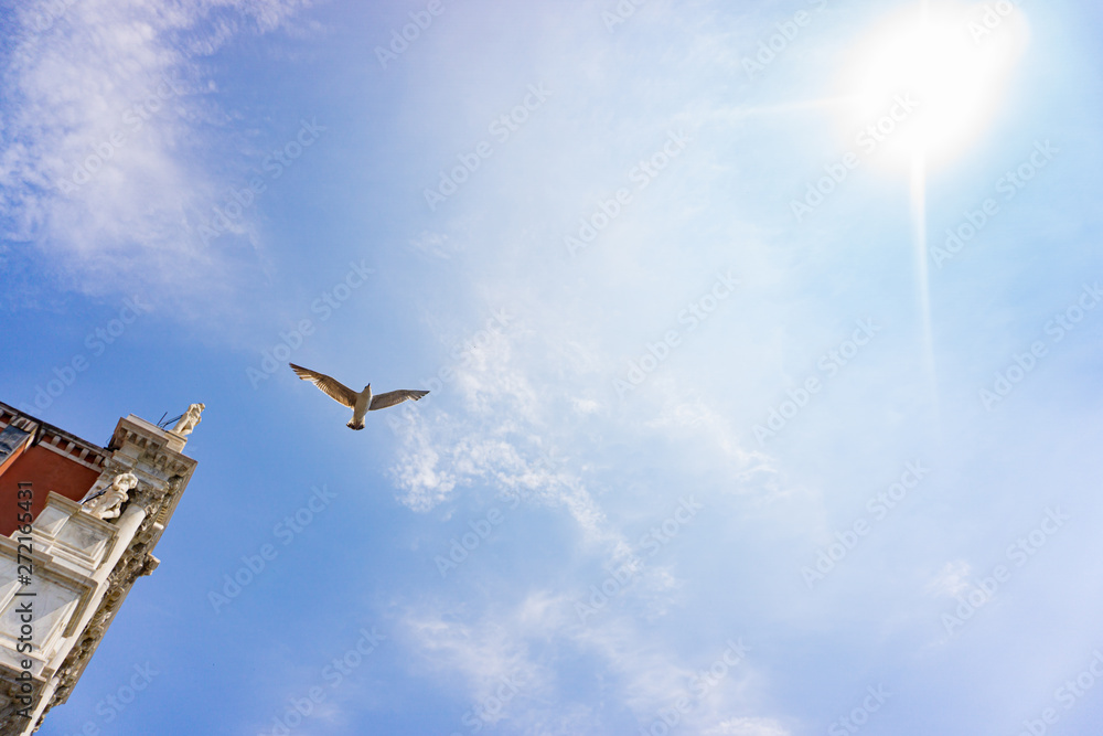 Obraz premium Venetian Seagull