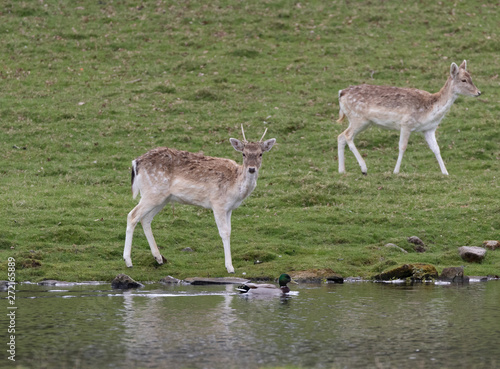 Fallow Deer By the Water