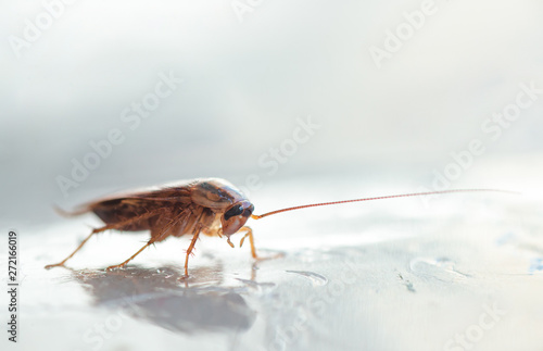 Macro photo of a large cockroach in the house © dmitriydanilov62