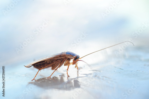 Macro photo of a large cockroach in the house photo