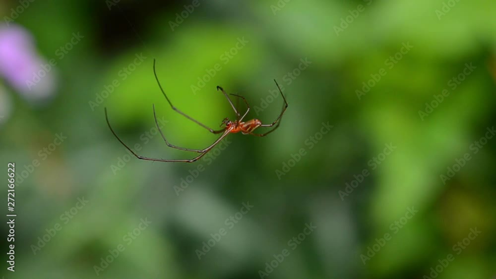 A spider with orange body hanging upside down in the air with blurred green background outside in Papua New Guinea. Locked off A spider with orange body hanging upside down in the air with blurred green background outside in Papua New Guinea. Locked off