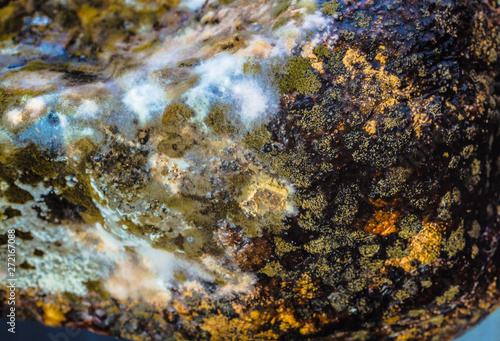 Canvas Print Colorful mildew on an avocado