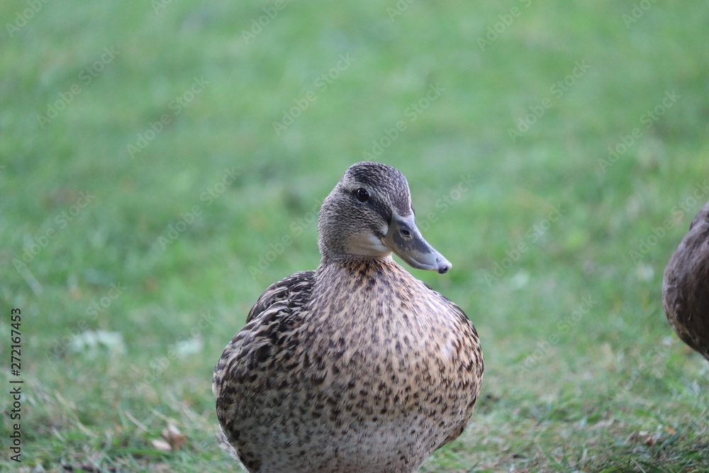 Fototapeta premium Portrait of a Duck