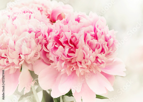 Flowers background with pink peony close up