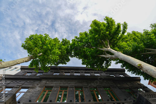 Two beautiful trees in the park