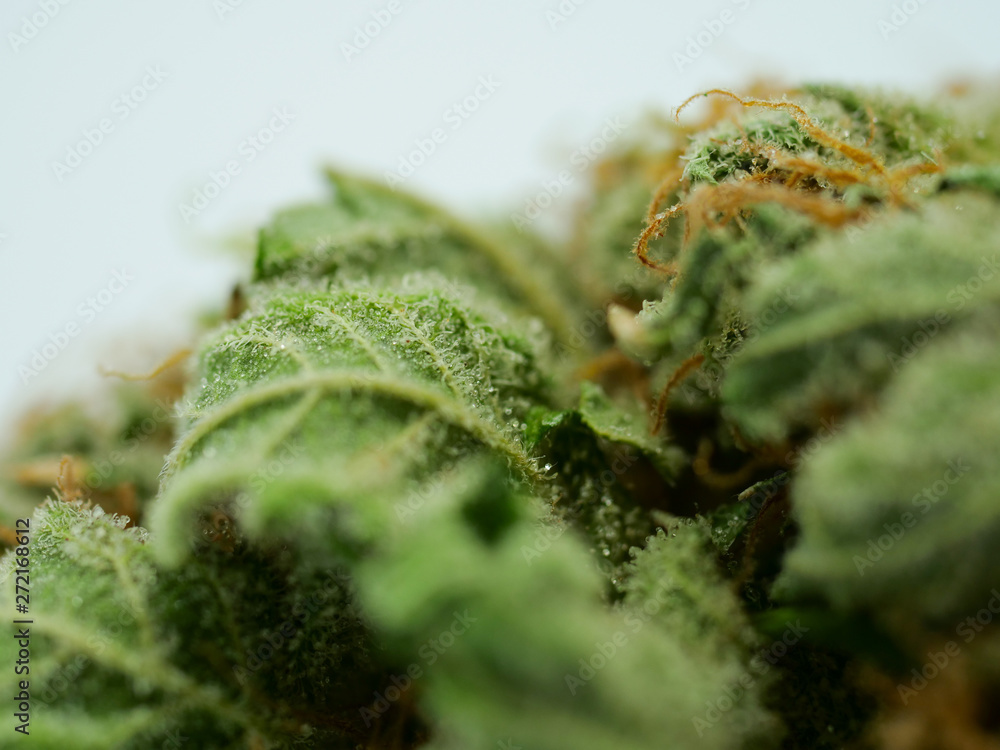 Cannabis Nahaufnahme, getrocknete Blüten Cannabis Nahaufnahme, getrocknete Blüten