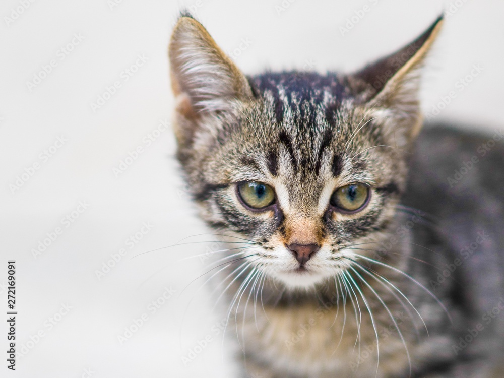 Gray striped kitten face portrait, close up