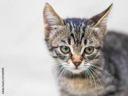 Gray striped kitten face portrait, close up © Omega
