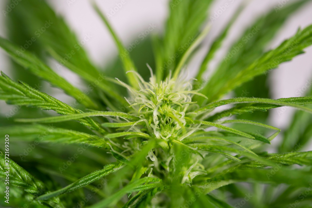 Flowering Blue Dreams Marijuana Plant. Cannabis plant with delicate white tendrils. Flowering stage. Flowering Blue Dreams Marijuana Plant. Cannabis plant with delicate white tendrils. Flowering stage.