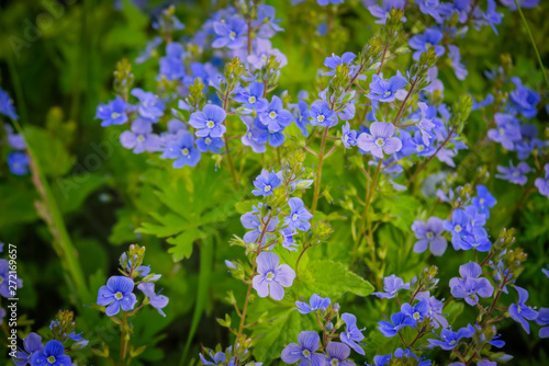 Blue summer wildflowers on a blurred background.
