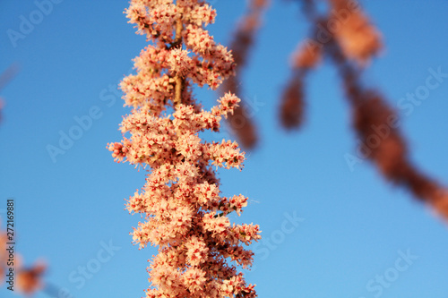 Pink blooming tamarix tamarisk on the blue sky background in spring.