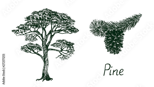 Pine tree silhouette and branch with cone, hand drawn doodle, sketch, black and white vector illustration
