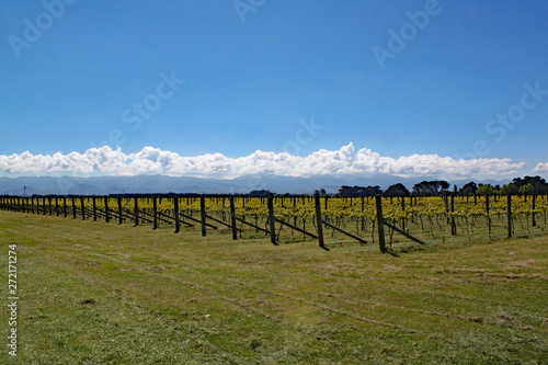 Grapes growing in the wine area of Martinborough in New Zealand.