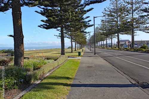 A pavement lined with conifer trees by the beach in Napier, New Zealand.