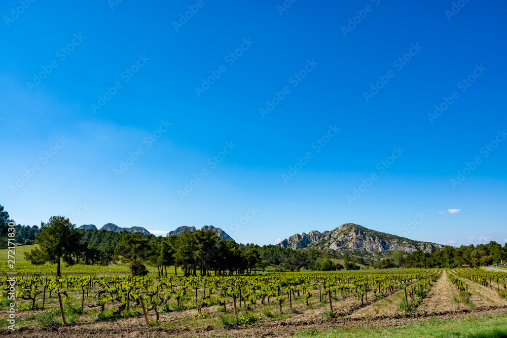 Production of rose, red and white wine in Alpilles, Provence, South of France, vineyard in early summer