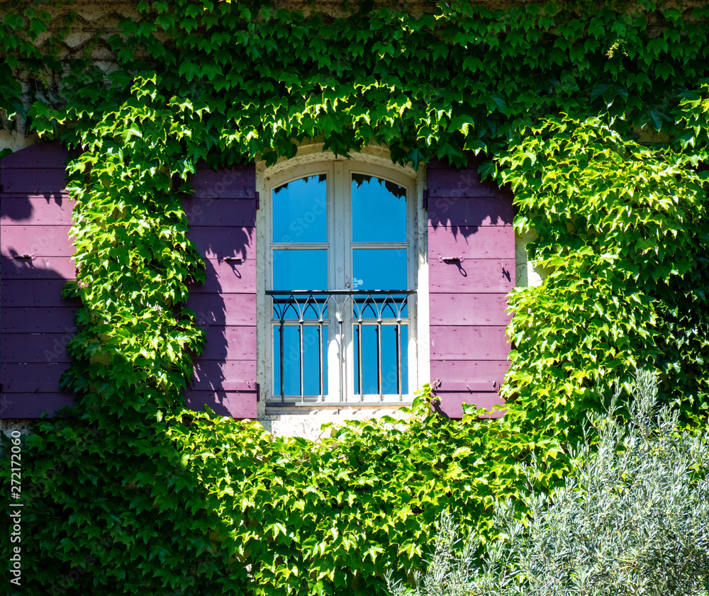 Old cosy Provencal house overgrown with wild green grapes Old cosy Provencal house overgrown with wild green grapes
