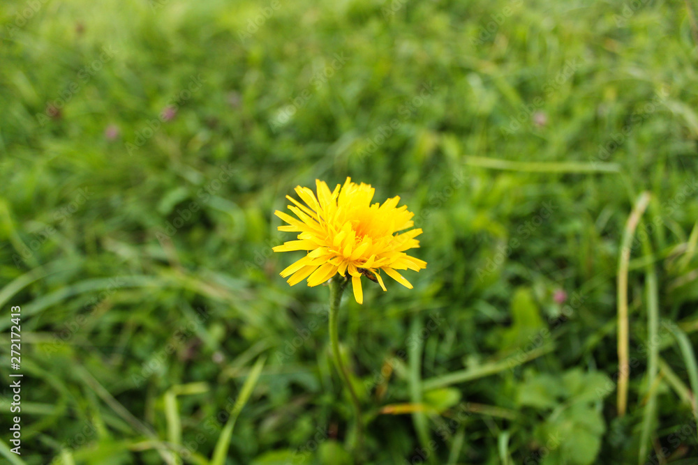 dandelion in the grass dandelion in the grass