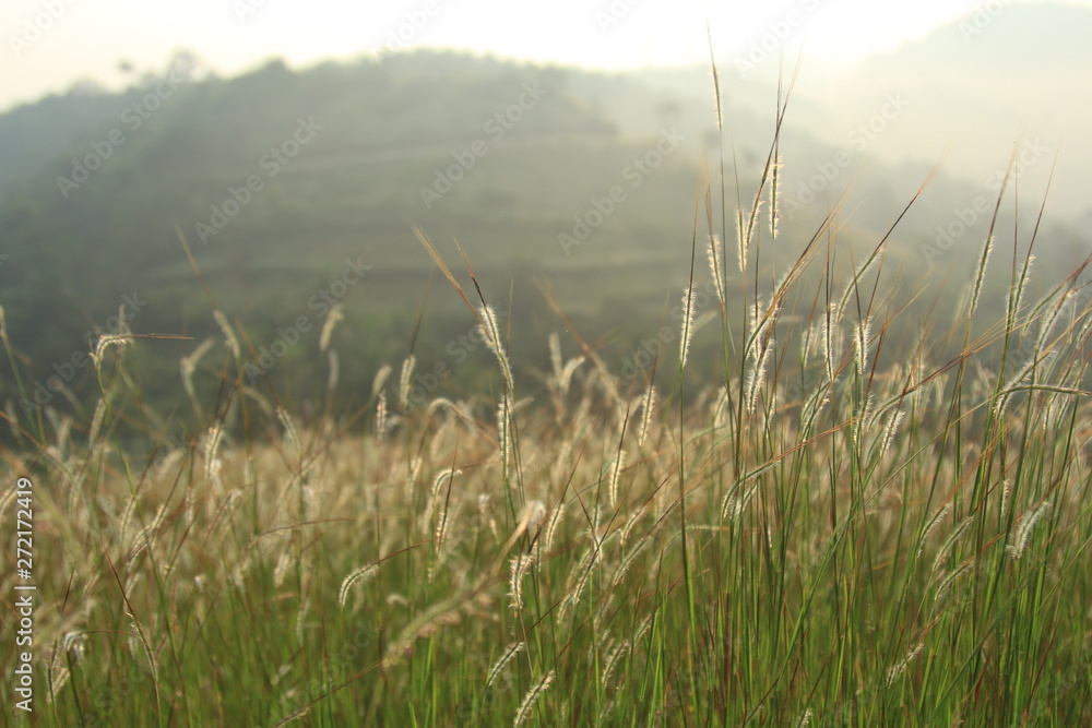 grass and sky grass and sky