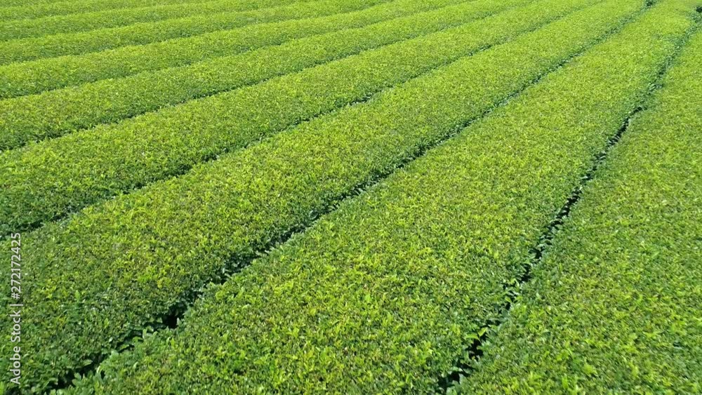茶畑・ドローン・空撮 茶畑・ドローン・空撮