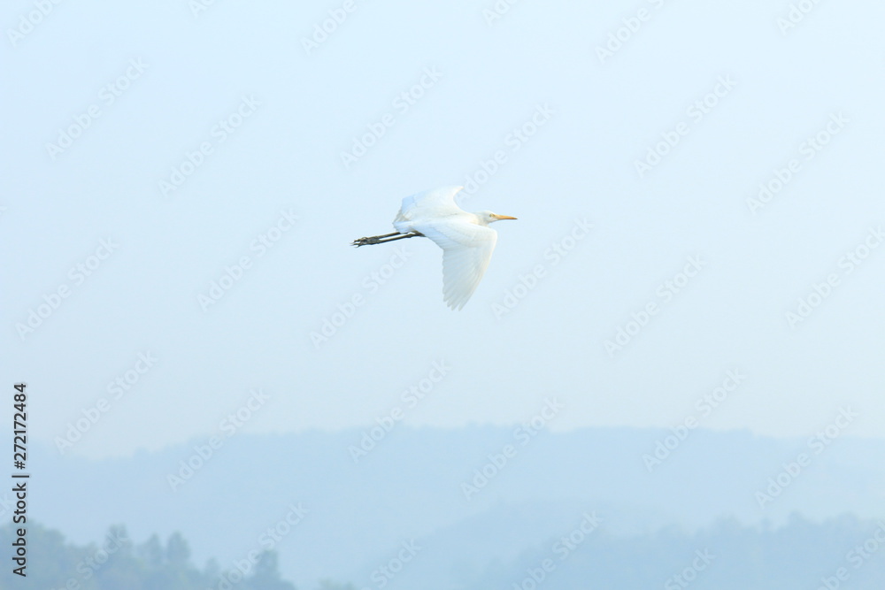 Obraz premium seagull in the sky