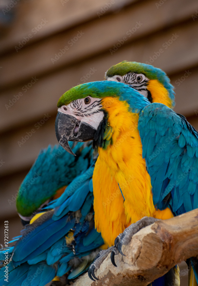 Obraz premium Macaw blue-and-yellow parrot, long-tailed colorful exotic bird