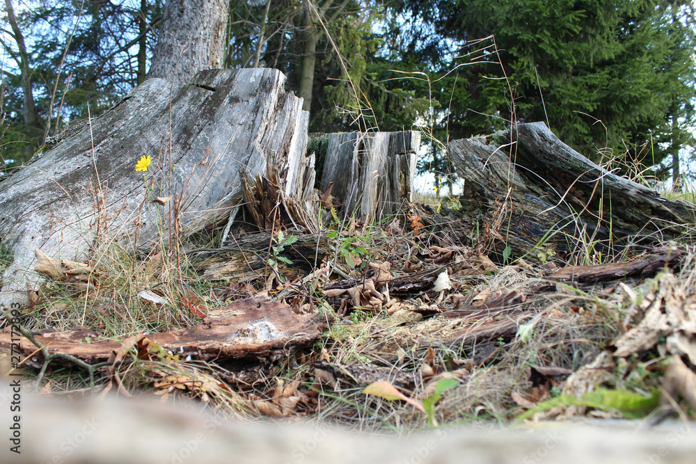 Obraz premium stump in wood with flower